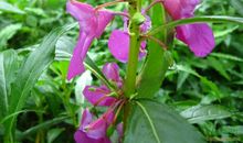 一年级状物作文：美丽的凤仙花_350字