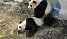 动物园里的大熊猫_350字