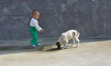 邻居家的小狗_150字