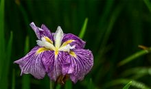 花菖蒲开了_300字