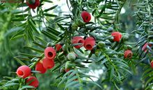 美丽的植物_100字