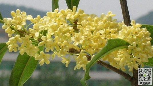 osmanthus _100字