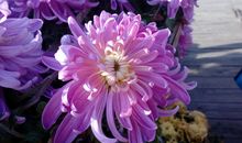 一年级状物作文：会跳舞的月季花_200字