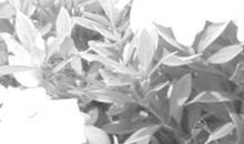 又见栀子花开_1000字