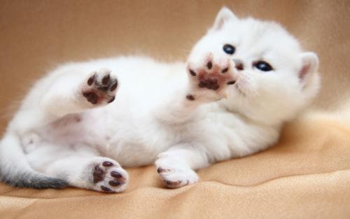 一年级组成：可爱的小猫_150字