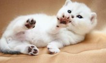 一年级状物作文：可爱的小猫_150字