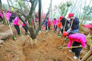 成千上万的树木，数千种理解感_450字