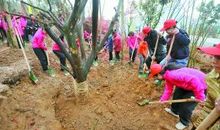 千种树，千感悟_450字