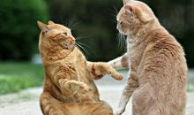 猫咪“大王”_300字