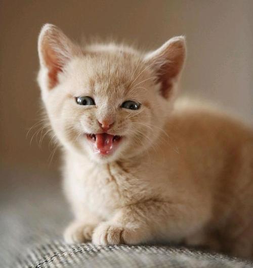 我的家人的小花猫_800字