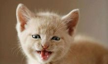 我家的小花猫_800字