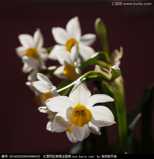 水仙花_100字