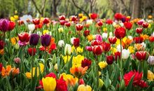 游上海鲜花港_400字