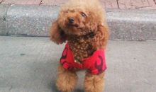 一年级状物作文：机灵的小狗_200字