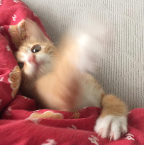 小猫_300字