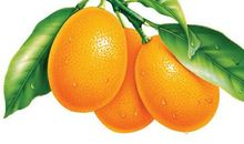 我爱故乡的金桔_400字