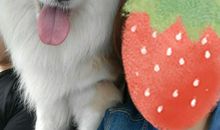 我家有一只小狗_600字