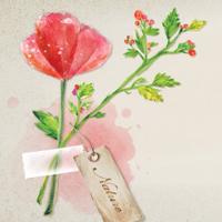 我的花_500字