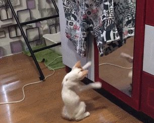 猫的专业_200字