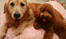 记忆深处的悲哀_550字