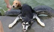 我成了“落汤鸡”_550字