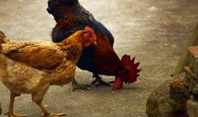 外婆家的大公鸡_300字