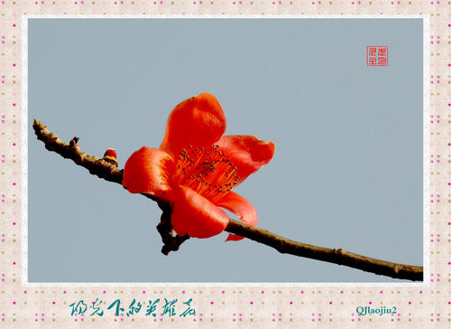 木制棉_300字