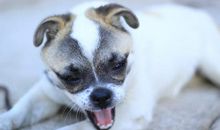 小狗“妞妞”_100字