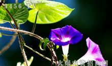 喇叭花的美丽_1000字