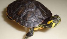 乌龟赢了？_600字