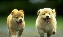 可爱的小动物_200字