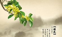 丝瓜落花的秘密_800字