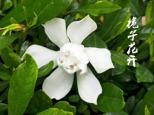 栀子花_1500字