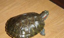 小小巴西龟_200字