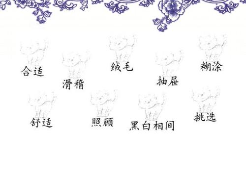 卡罗尔的小猫_300字