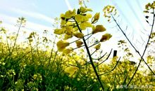 一年级状物作文：我爱油菜花_150字