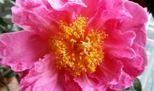 一年级状物作文：我爱的茶花_250字