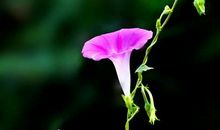 一年级状物作文：可爱的牵牛花_250字