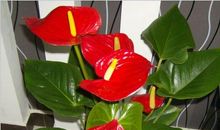 一年级状物作文：我爱红掌花_300字