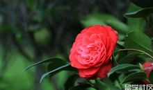 一年级状物作文：茶花_450字