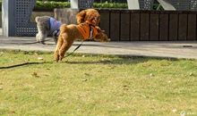 我家的两只狗_200字