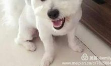 我家的小狗——毛毛_250字