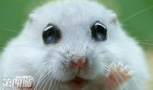 我的小仓鼠_200字