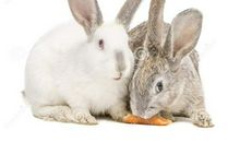 两只小兔子_150字