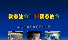 我家的鱼缸_150字