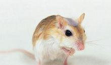 可爱的小仓鼠_800字