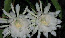 曾今错过的昙花_1500字