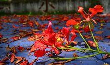 六月，盛开的繁芜_650字