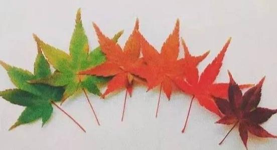 叶坠的节日_900字