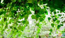 初三写景作文：春天的花_900字